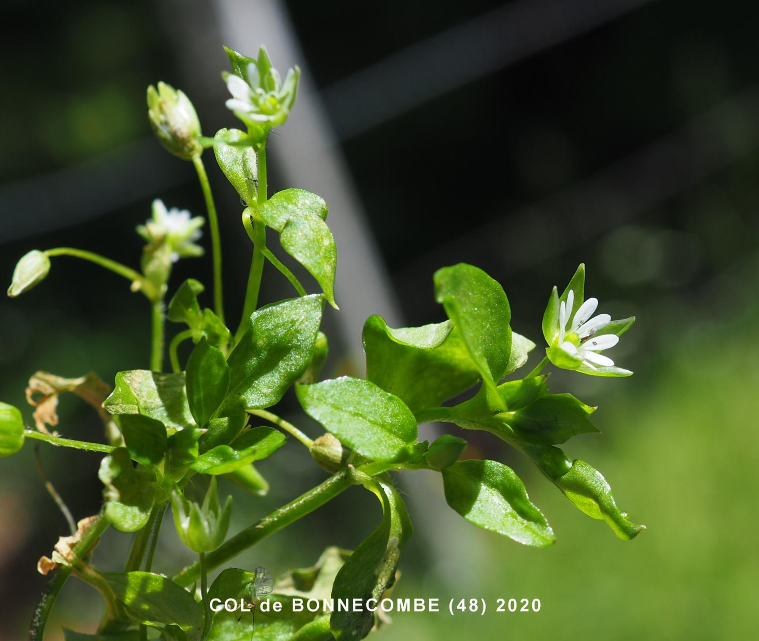 Chickweed